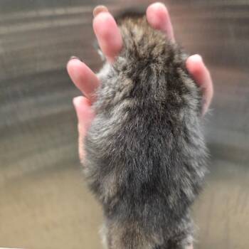 Bo -  Domestic Short Hair Cat for Adoption in Sand Springs, Oklahoma - Bo | PetCurious