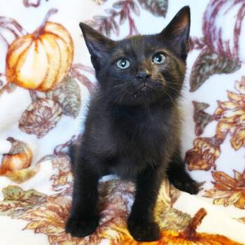 Squash -  Domestic Short Hair Cat for Adoption in Mt. Juliet, Tennessee - Squash | PetCurious