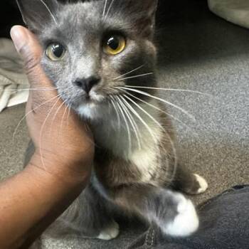 Thumb Drive -  Domestic Medium Hair Cat for Adoption in Richmond, Virginia - Thumb Drive | PetCurious