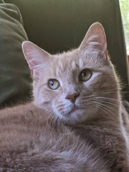 Rescue Domestic Short Hair Cats for Adoption in Spencer, New York - Peaches | PetCurious