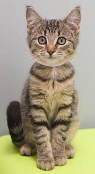 Martina -  Domestic Short Hair Cat for Adoption in Verona, Wisconsin - Martina | PetCurious