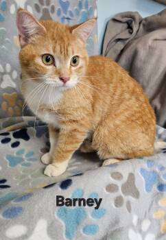 Domestic Short Hair Cats Available for Adoption - Barney | PetCurious