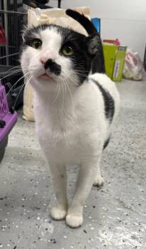 Monarch -  Domestic Short Hair Cat for Adoption in Island Lake, Illinois - Monarch | PetCurious