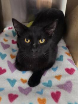 Simon       GFRCC -  Domestic Short Hair Cat for Adoption in Metamora, Illinois - Simon       GFRCC | PetCurious