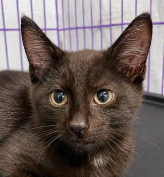 Kitten Dagger -  Domestic Short Hair Cat for Adoption in Cuyahoga Falls, Ohio - Kitten Dagger | PetCurious