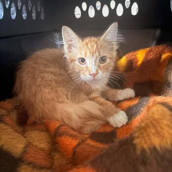Ted C12097 -  Domestic Medium Hair Cat for Adoption - Ted C12097 | PetCurious