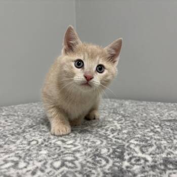 Domestic Short Hair and American Shorthair Cats Available for Adoption - Mickey | PetCurious