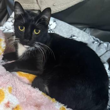 Samson -  Domestic Short Hair Cat for Adoption in Liverpool, Texas - Samson | PetCurious
