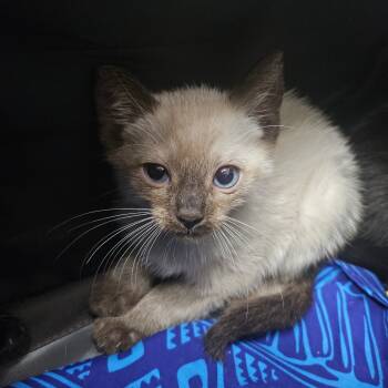 Rescue Siamese and Domestic Short Hair Cats for Adoption in Wahiawa, Hawaii - Tobiko | PetCurious
