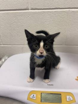 MARS -  Domestic Short Hair Cat for Adoption - MARS | PetCurious