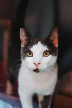 Rescue Domestic Short Hair Cats for Adoption in North Charleston, South Carolina - 89211a Lasher- Pounce Cat Cafe | PetCurious