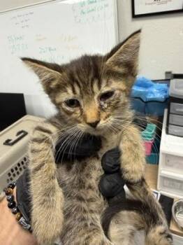 Candy Apple -  Domestic Short Hair Cat for Adoption in Fresno, California - Candy Apple | PetCurious