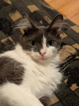 Rescue Domestic Medium Hair Cats for Adoption in Walled Lake, Michigan - Rose | PetCurious