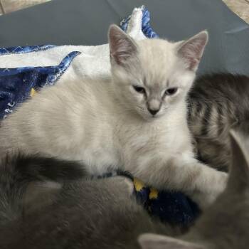 Maxwell -  Domestic Short Hair Cat for Adoption in New York, New York - Maxwell | PetCurious