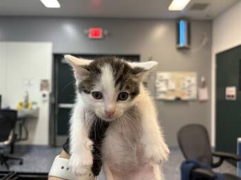 Domestic Short Hair Cats Available for Adoption in Thousand Palms, California - LATTE | PetCurious