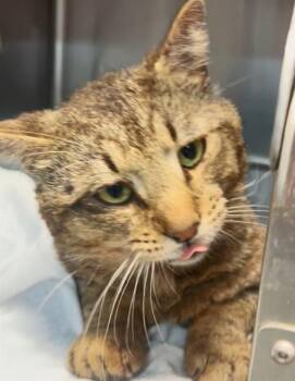 Domestic Short Hair Cats Available for Adoption in Jacksonville, Florida - JOHNNY RINGO | PetCurious