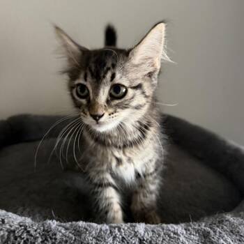 Raven -  Domestic Short Hair Cat Available for Adoption in NEW PT RICHEY, Florida - Raven | PetCurious