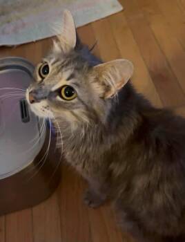 Priscilla -  Domestic Long Hair and Maine Coon Cat for Adoption in Newark, New Jersey - Priscilla | PetCurious