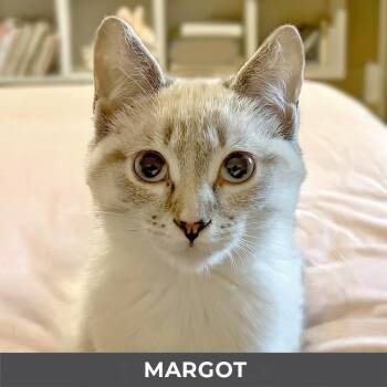 Margot -  Domestic Short Hair Cat for Adoption in Toronto, Ontario - Margot | PetCurious