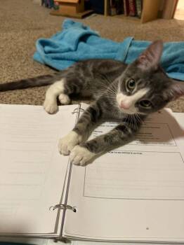 Lorenzo -  Domestic Short Hair Cat for Adoption in Tucson, Arizona - Lorenzo | PetCurious