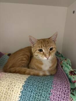 Bada Bing -  Domestic Short Hair Cat for Adoption in Fruit Heights, Utah - Bada Bing | PetCurious