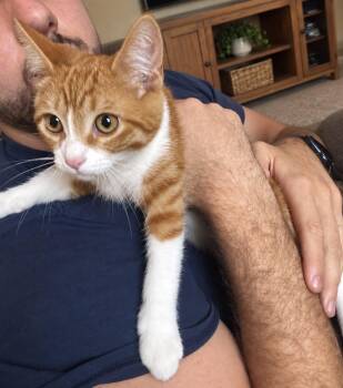 Theodore -  Tabby Cat for Adoption in Wyandotte, Michigan - Theodore | PetCurious