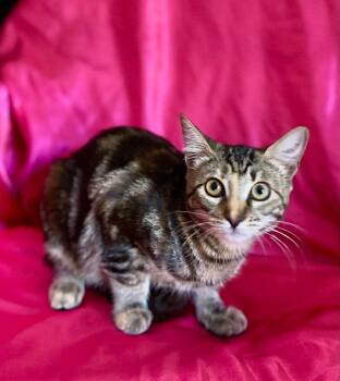 Rescue Domestic Short Hair Cats for Adoption in Rowland Heights, California - ELLIE | PetCurious