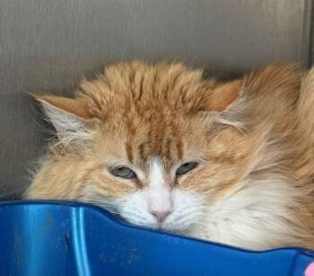 Domestic Short Hair Cats Available for Adoption in Windsor, Connecticut - 2026-34 Raja Feral #1 | PetCurious