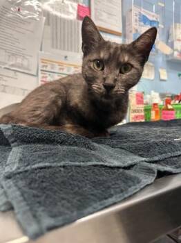 Domestic Short Hair Cats Available for Adoption in Roseville, California - Cinder | PetCurious
