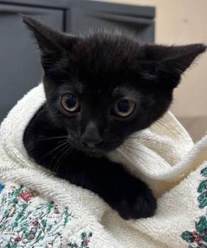 Bat -  Domestic Short Hair Cat for Adoption in Honolulu, Hawaii - Bat | PetCurious