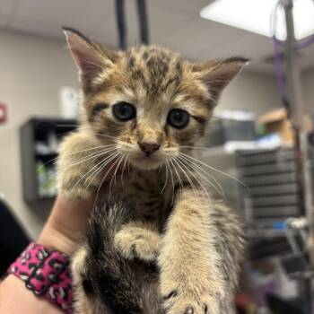 Domestic Short Hair Cats Available for Adoption in Hinesville, Georgia - Hairbrush | PetCurious
