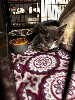 Gatorade -  Domestic Short Hair Cat for Adoption in Lockhart, Texas - Gatorade | PetCurious