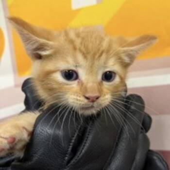 Lou -  Domestic Short Hair Cat for Adoption in Midland, Texas - Lou | PetCurious