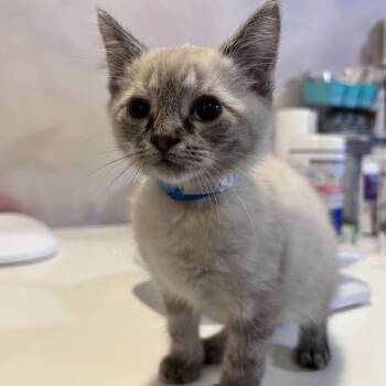Gojo -  Siamese Cat for Adoption in Fredericksburg, Virginia - Gojo | PetCurious