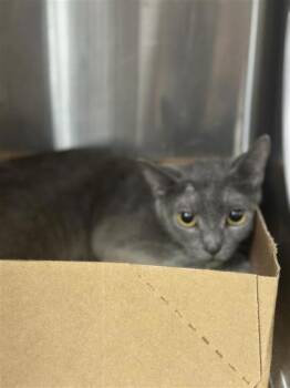 Funnel Cake -  Domestic Short Hair Cat for Adoption in West Chester, Pennsylvania - Funnel Cake | PetCurious