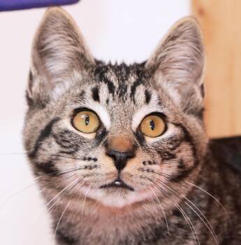 Rescue Domestic Short Hair Cats for Adoption in Cincinnati, Ohio - Billy | PetCurious