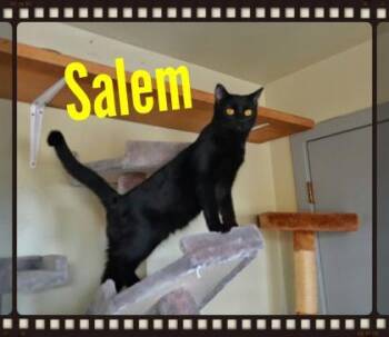 Domestic Short Hair Cats Available for Adoption in Deming, New Mexico - Salem | PetCurious