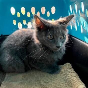 Willow - Chow Hound Northland -  Domestic Long Hair Cat for Adoption in Grand Rapids, Michigan - Willow - Chow Hound Northland | PetCurious