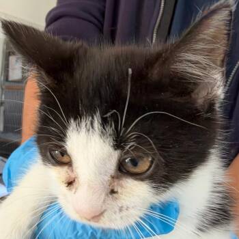 Canyon -  Domestic Short Hair Cat for Adoption in Chapel Hill, North Carolina - Canyon | PetCurious