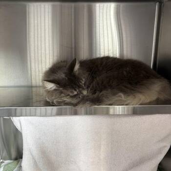 Triscuit -  Domestic Long Hair Cat for Adoption in Pittsburgh, Pennsylvania - Triscuit | PetCurious