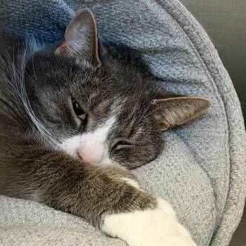 Big Beef -  Domestic Short Hair Cat for Adoption in Scituate, Massachusetts - Big Beef | PetCurious