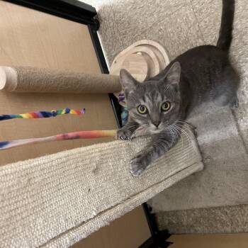Gravel -  Domestic Short Hair Cat for Adoption in Worcester, Massachusetts - Gravel | PetCurious