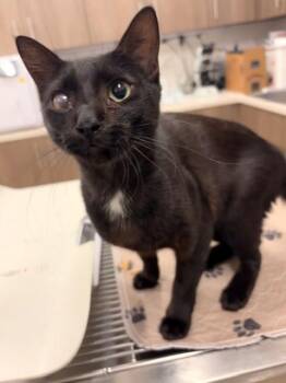 OREO -  Domestic Short Hair Cat for Adoption in Baytown, Texas - OREO | PetCurious