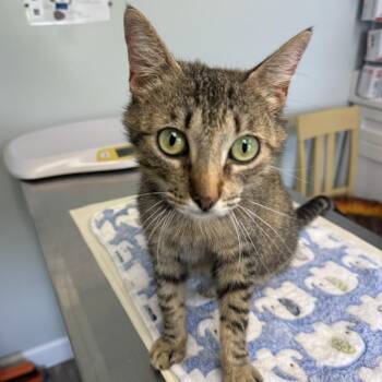 Montana -  Domestic Short Hair Cat for Adoption in Cumming, Georgia - Montana | PetCurious
