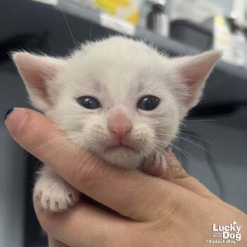 Domestic Short Hair Cats Available for Adoption in Washington, District Of Columbia - Hosta | PetCurious