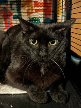 Charkie -  Domestic Short Hair Cat for Adoption - Charkie | PetCurious