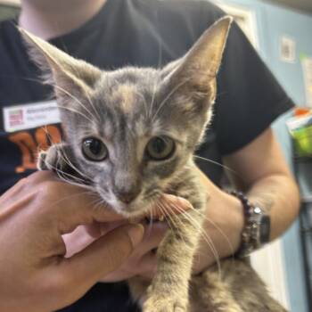 Group Project -  Domestic Short Hair Cat for Adoption in Austin, Texas - Group Project | PetCurious