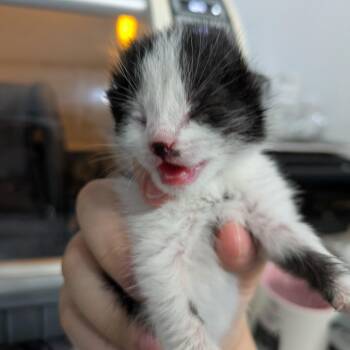 Domestic Short Hair Cats Available for Adoption - Entrapment | PetCurious