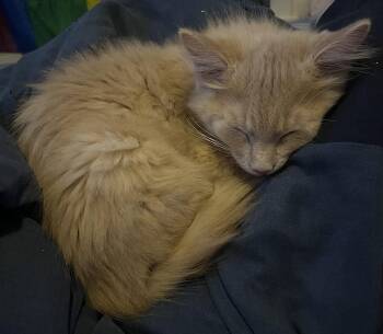 Puff -  Domestic Medium Hair Cat for Adoption in Walled Lake, Michigan - Puff | PetCurious