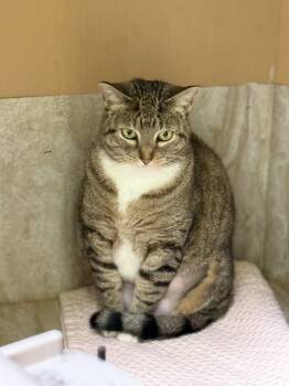 Arlene -  Domestic Short Hair Cat for Adoption in Pawleys Island, South Carolina - Arlene | PetCurious